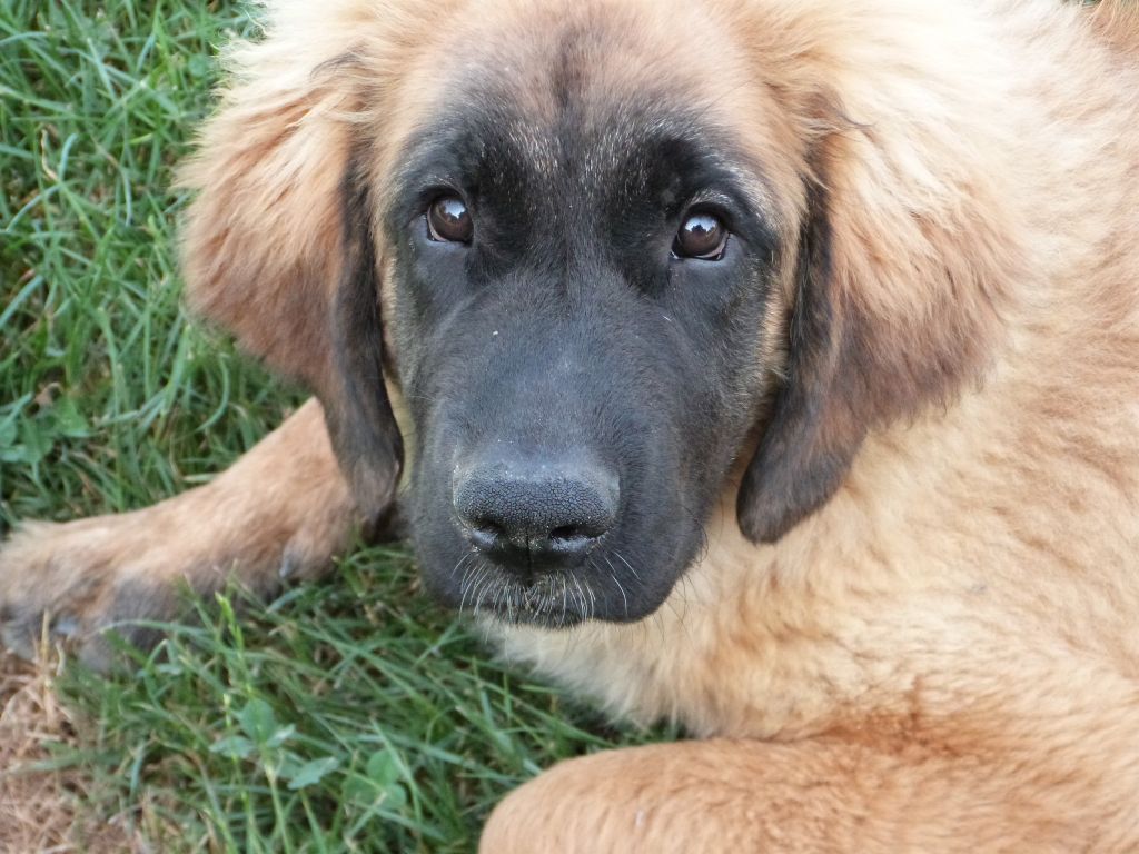 de la ligne bleue - Chiot disponible  - Leonberger