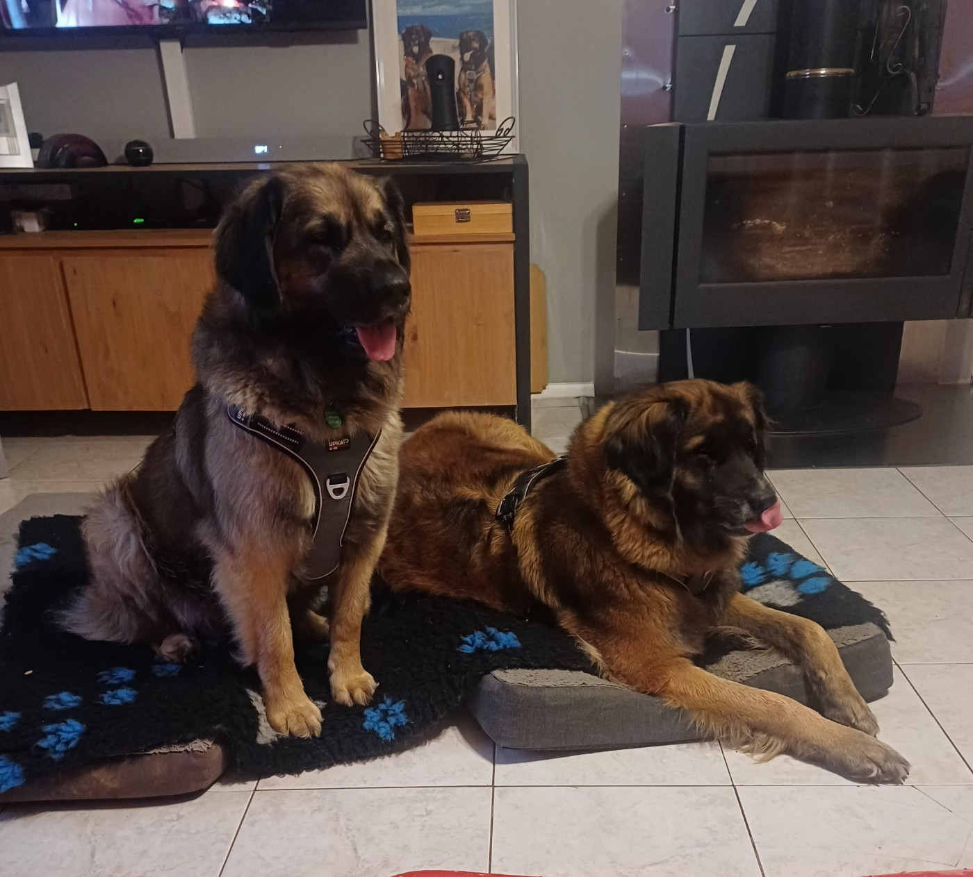 saïga de la ligne bleue