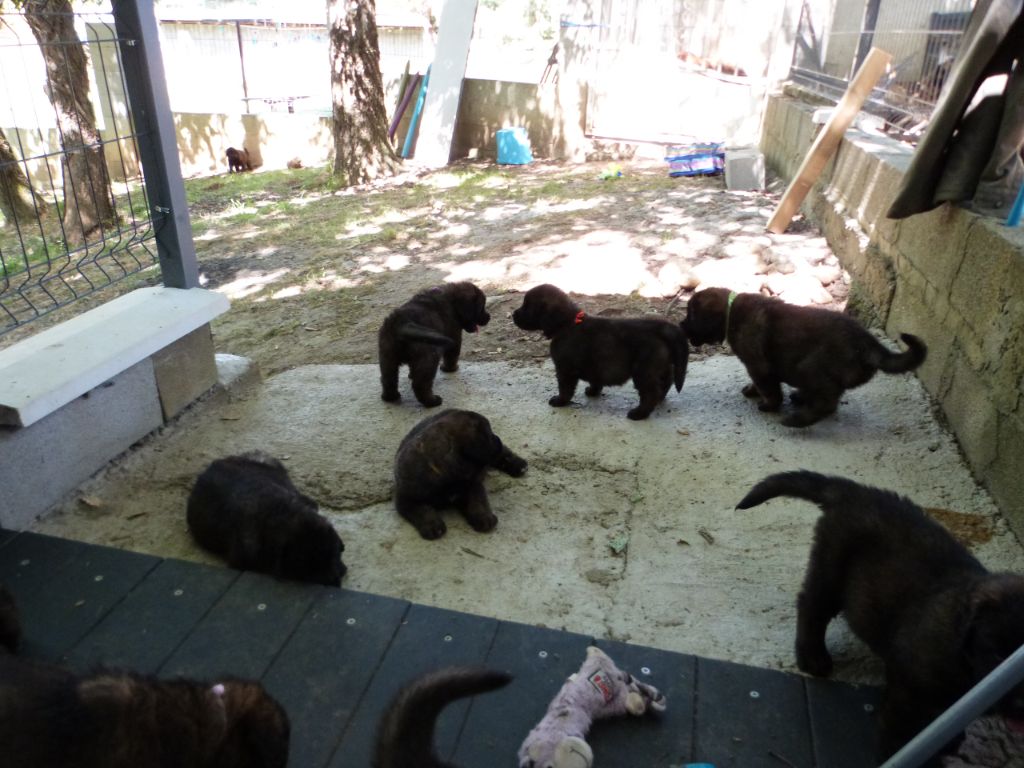 de la ligne bleue - Chiots disponibles - Leonberger