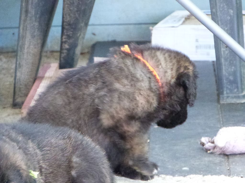 de la ligne bleue - Chiots disponibles - Leonberger
