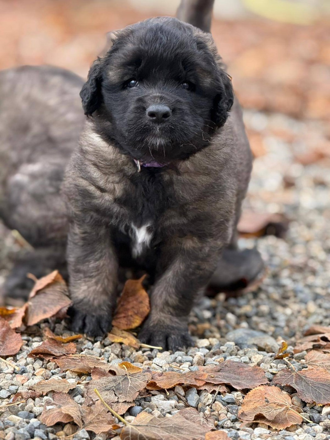 de la ligne bleue - Chiots disponibles - Leonberger