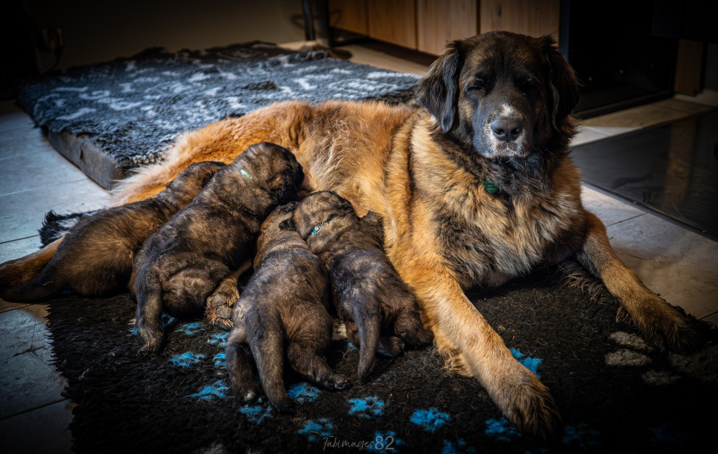Chiot Leonberger de la ligne bleue