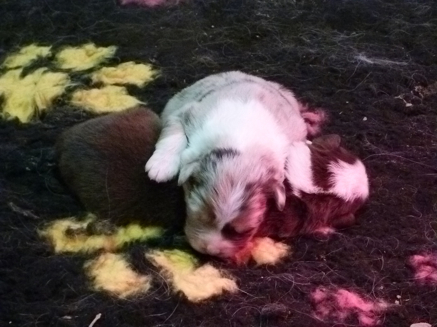 de la ligne bleue - Chiots disponibles - Berger Australien