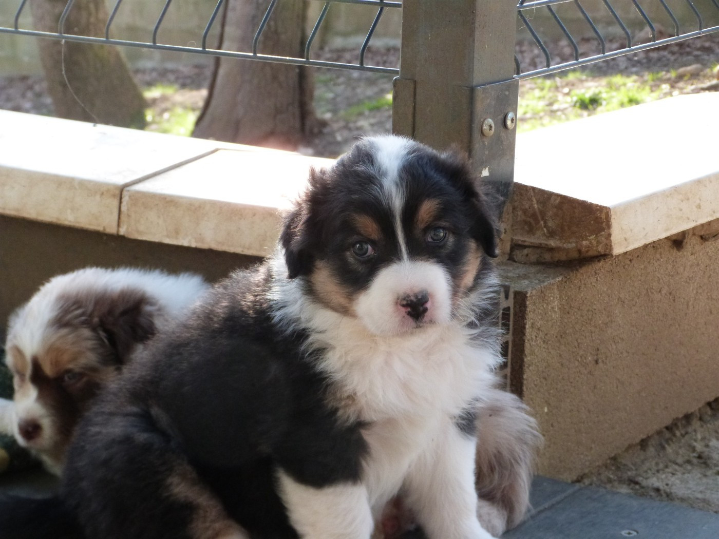 de la ligne bleue - Chiots disponibles - Berger Australien
