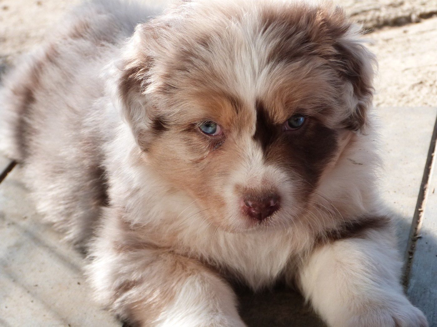 de la ligne bleue - Chiots disponibles - Berger Australien