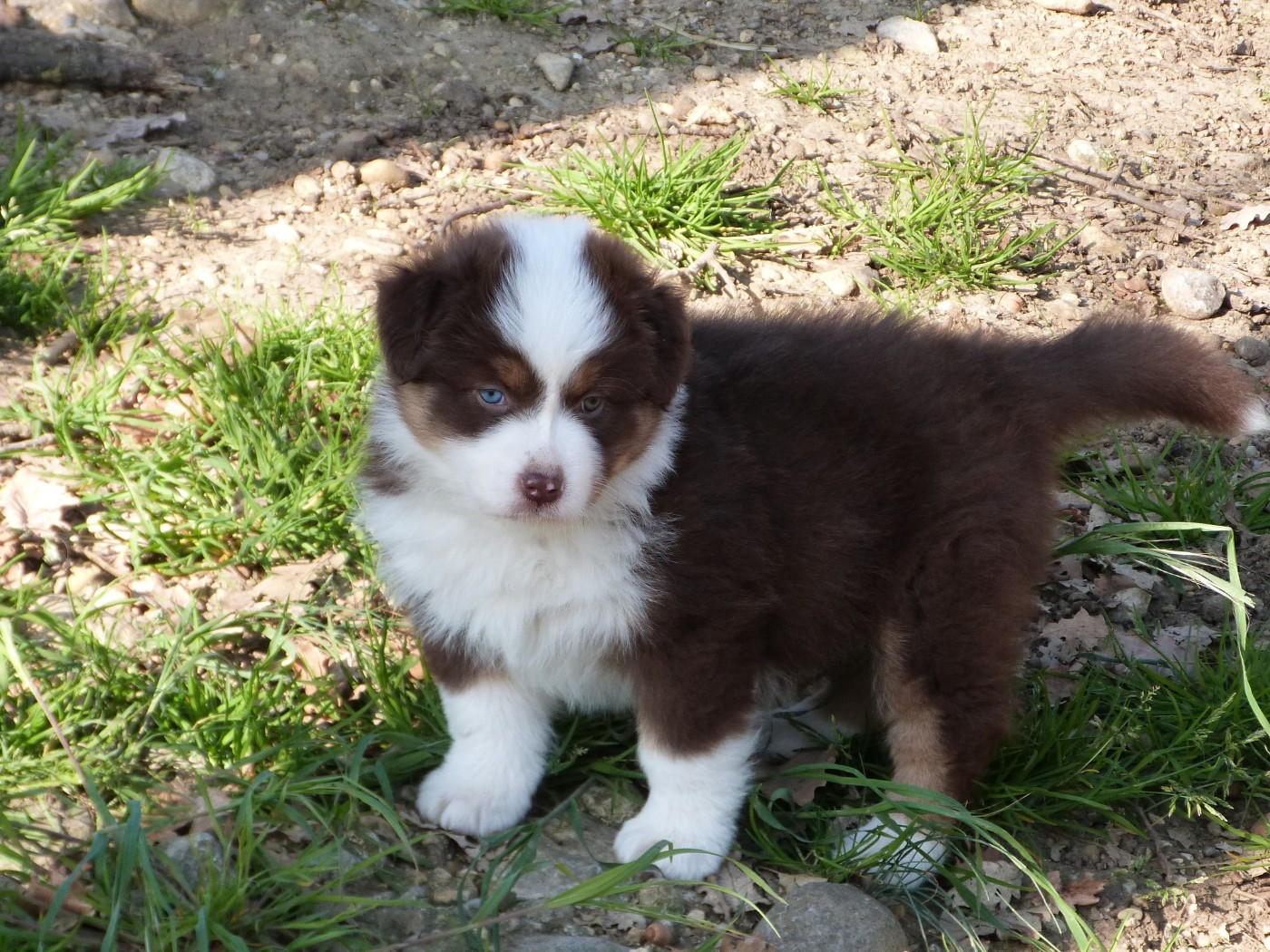 de la ligne bleue - Chiots disponibles - Berger Australien