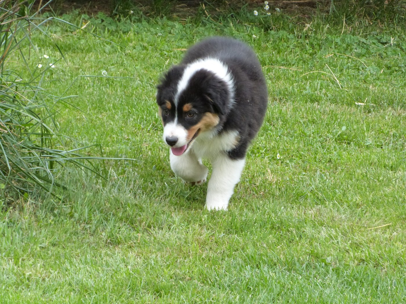 de la ligne bleue - Chiots disponibles - Berger Australien