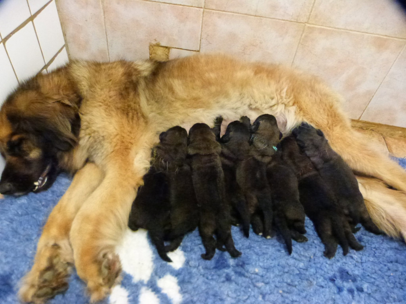 Chiot Leonberger de la ligne bleue