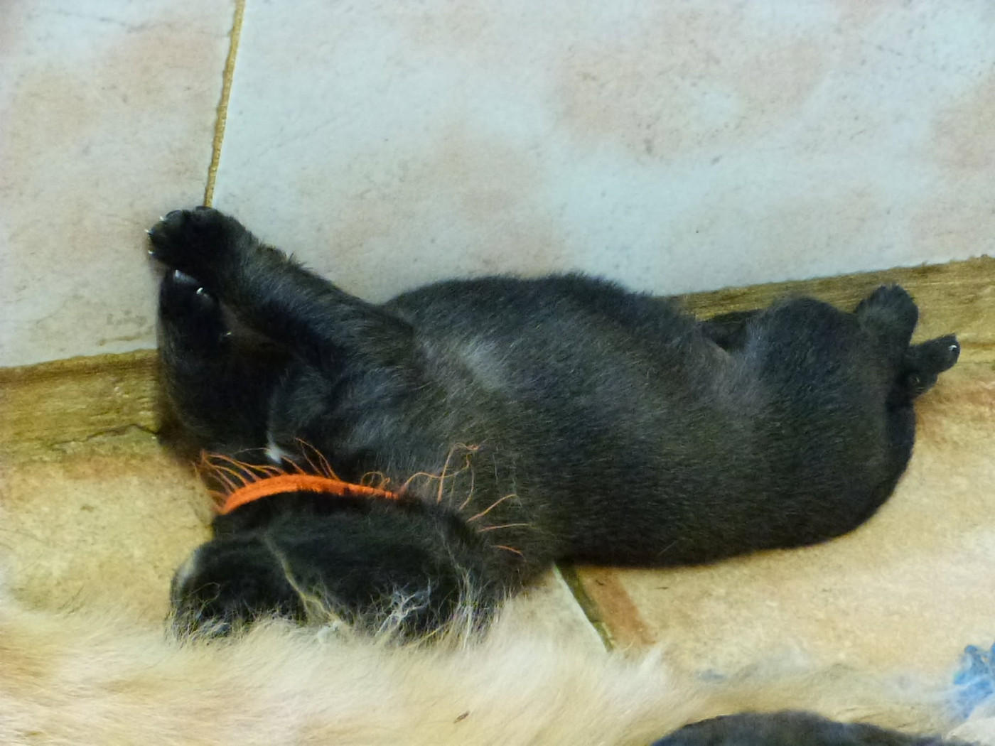 de la ligne bleue - Chiots disponibles - Leonberger