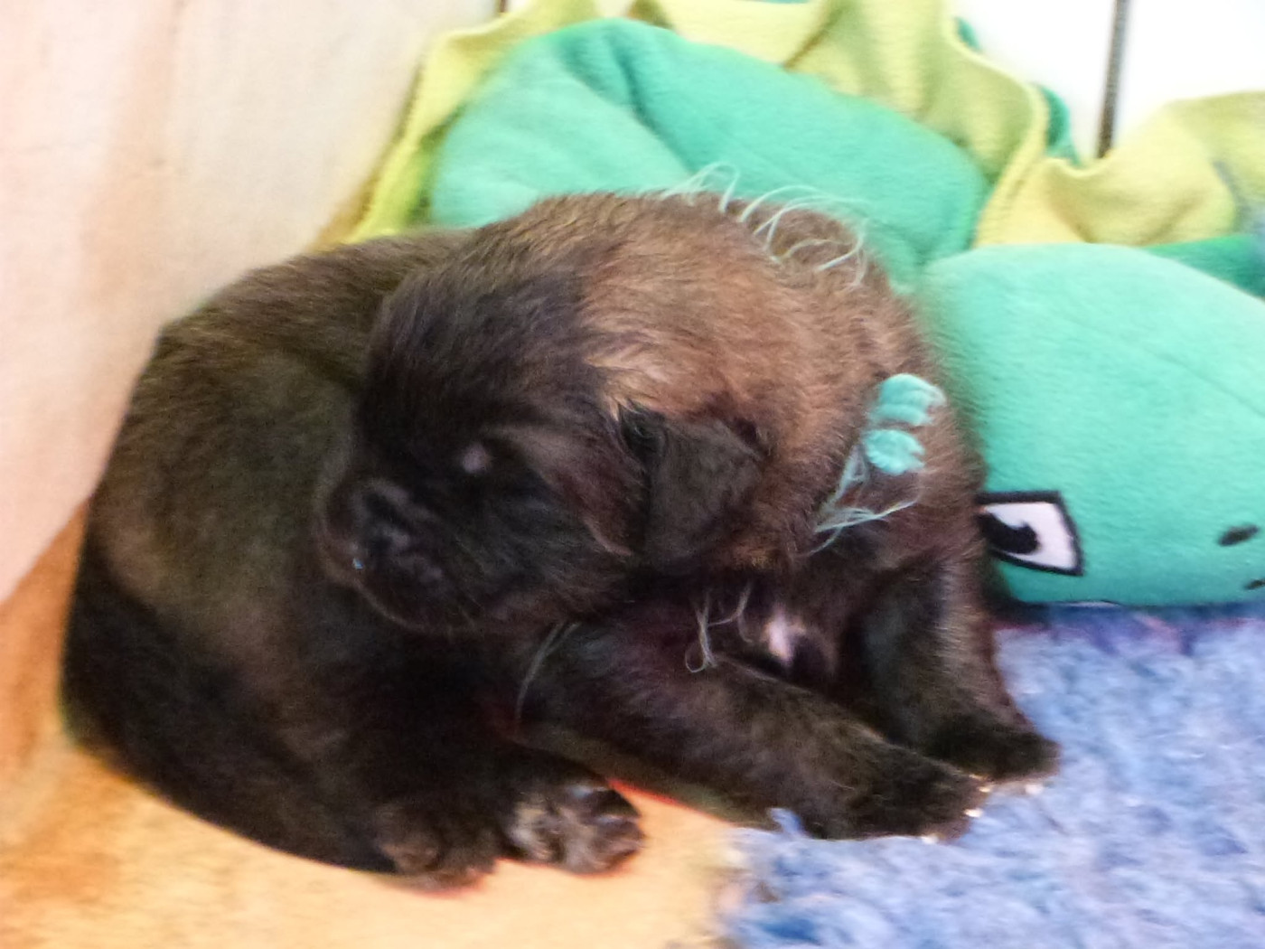 de la ligne bleue - Chiots disponibles - Leonberger