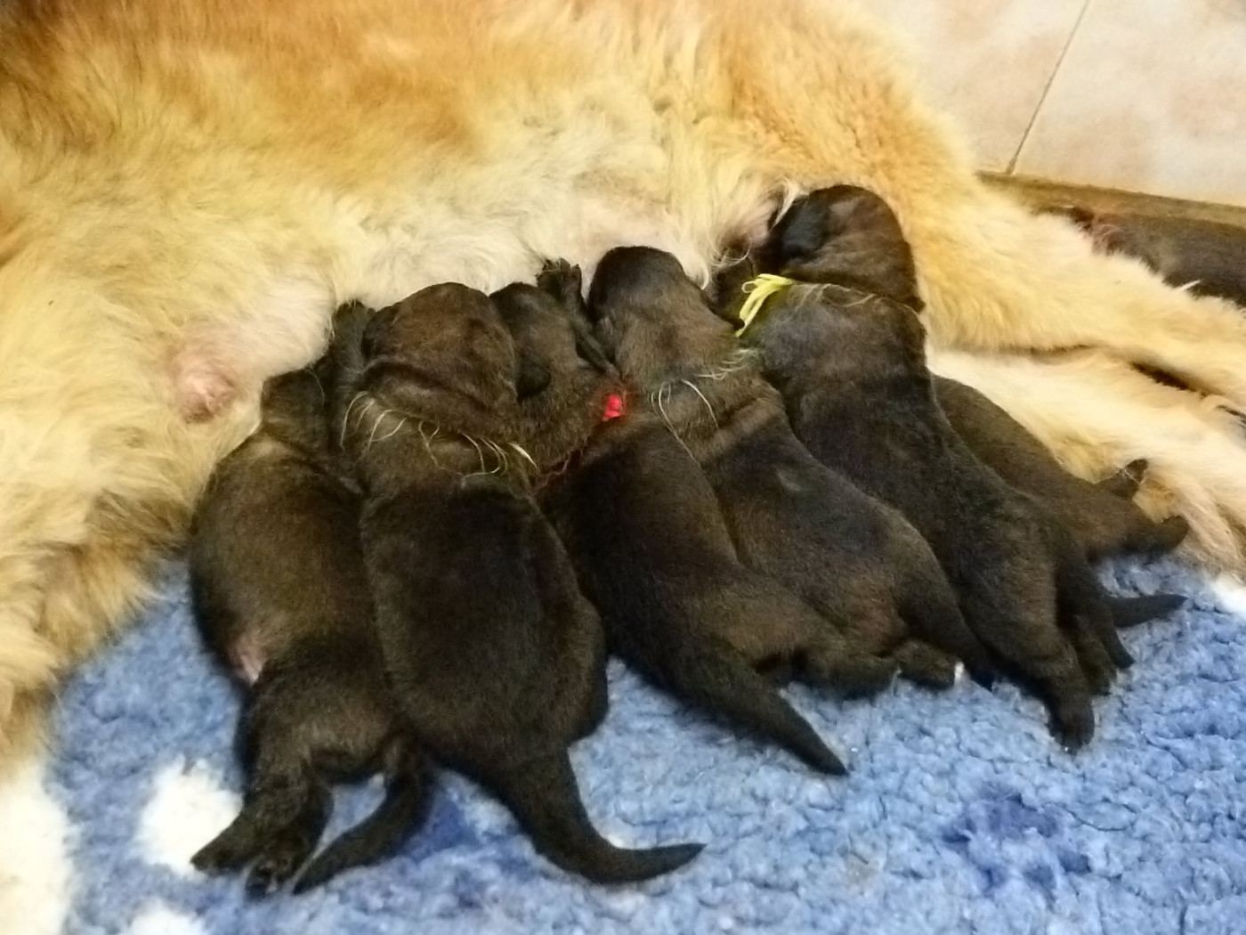 de la ligne bleue - Chiots disponibles - Leonberger