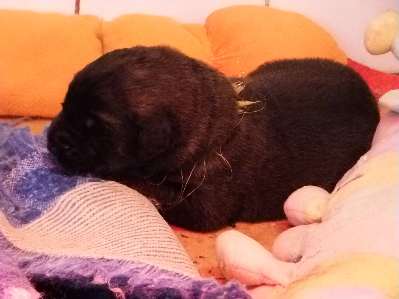 de la ligne bleue - Chiots disponibles - Leonberger