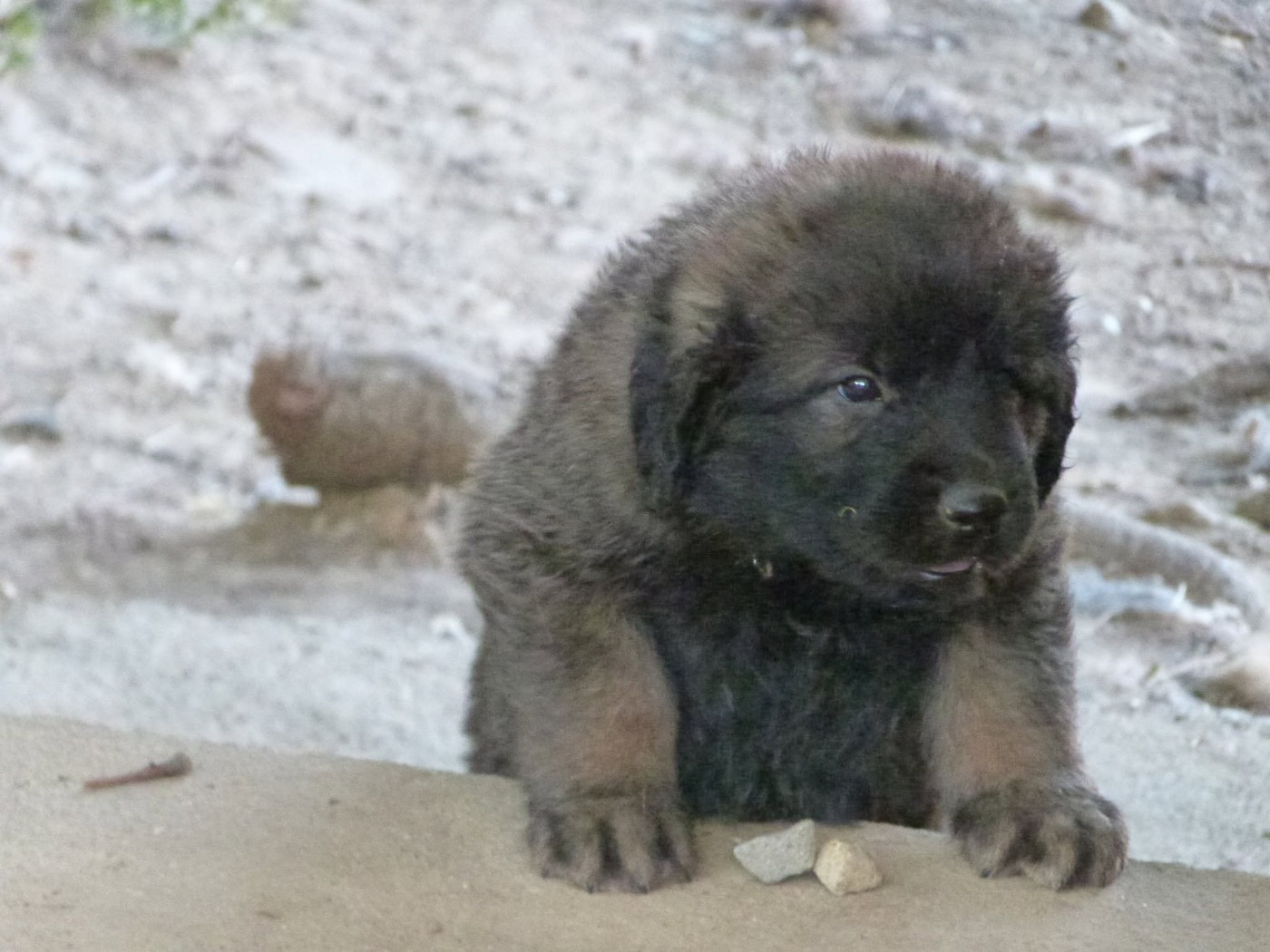 de la ligne bleue - Chiots disponibles - Leonberger
