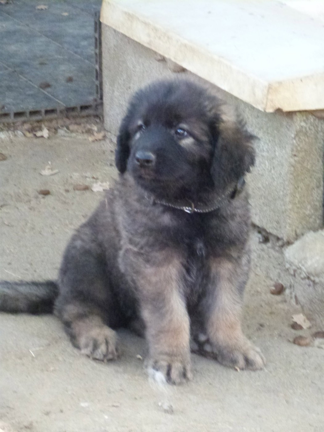 de la ligne bleue - Chiots disponibles - Leonberger