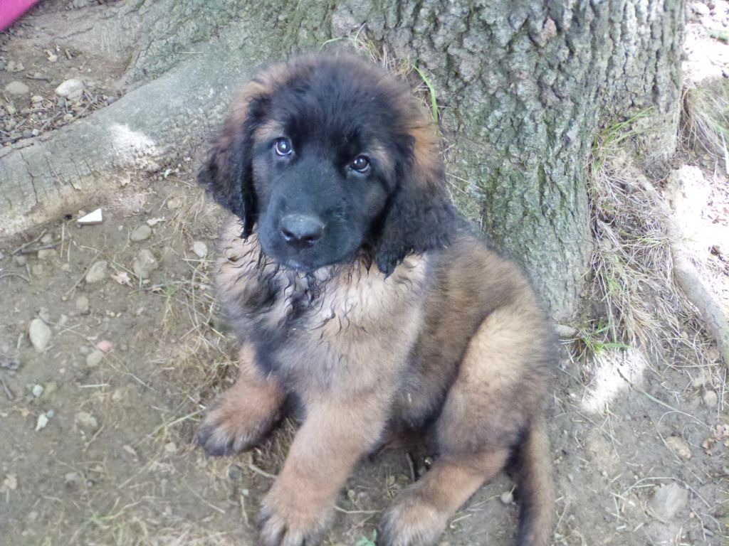 de la ligne bleue - Chiots disponibles - Leonberger