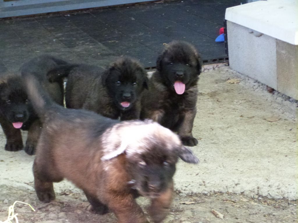 de la ligne bleue - Chiots disponibles - Leonberger