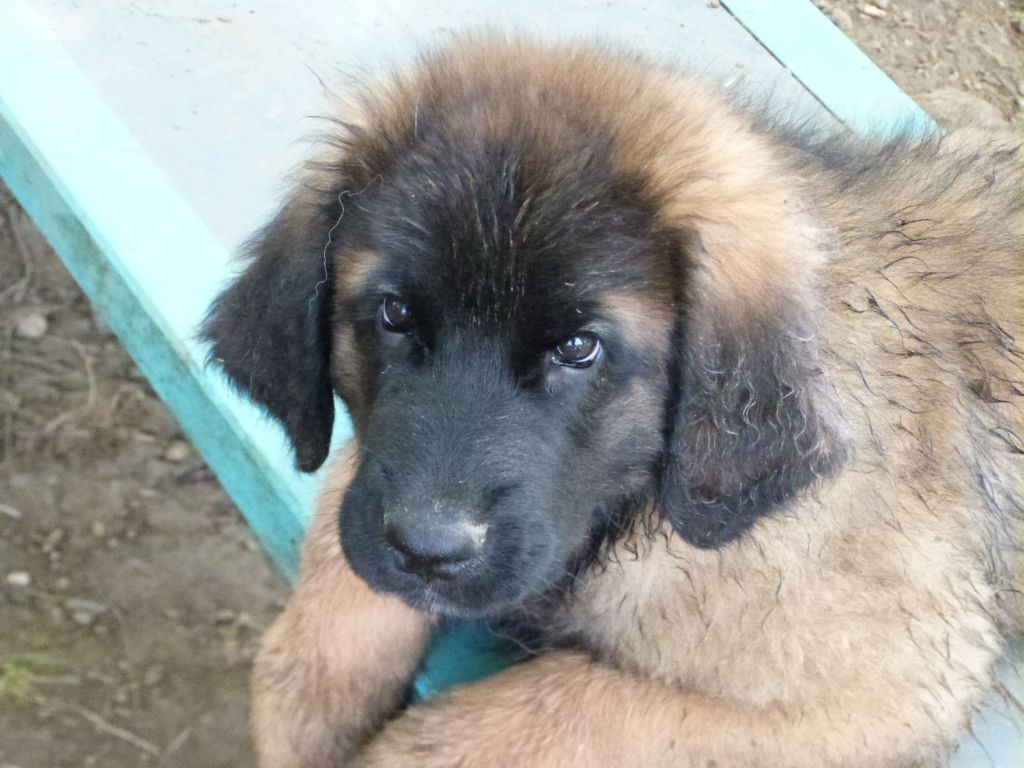 de la ligne bleue - Chiots disponibles - Leonberger