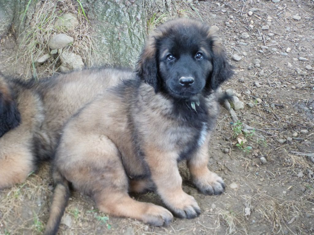 de la ligne bleue - Chiots disponibles - Leonberger