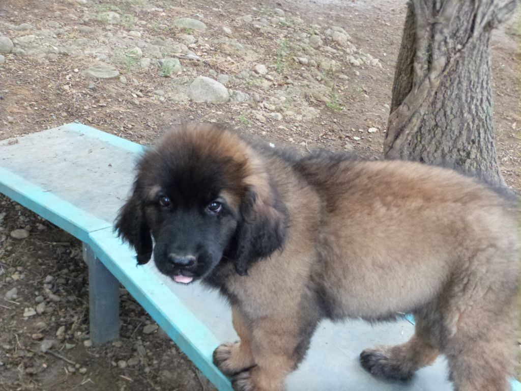 de la ligne bleue - Chiots disponibles - Leonberger