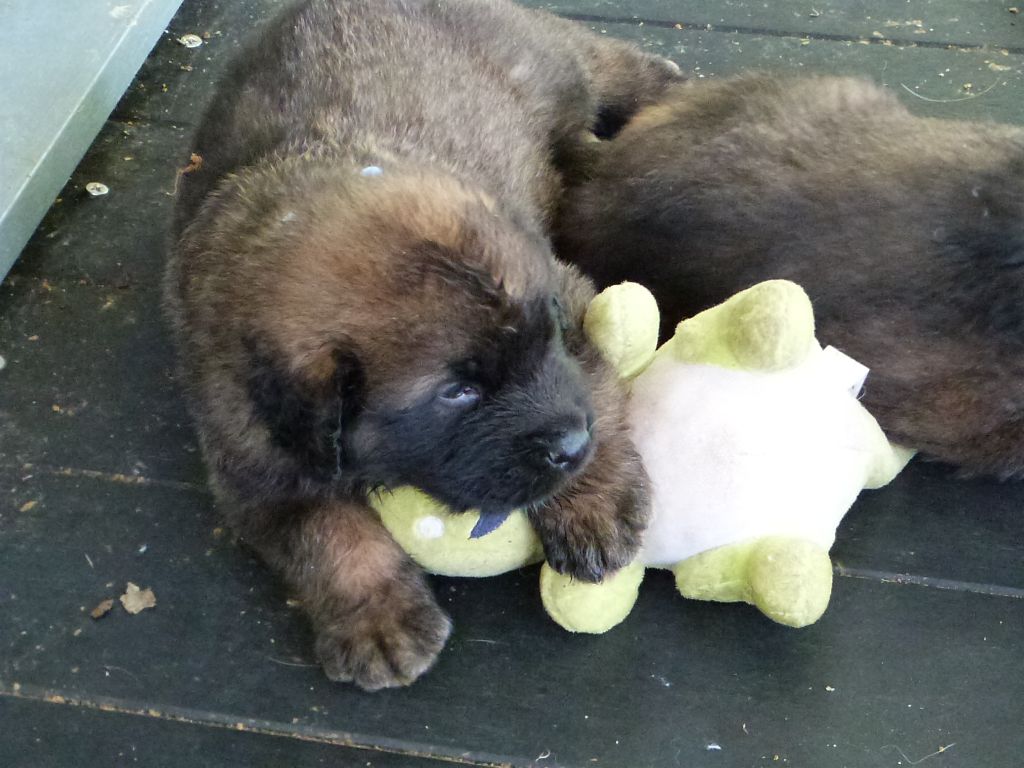 de la ligne bleue - Chiots disponibles - Leonberger
