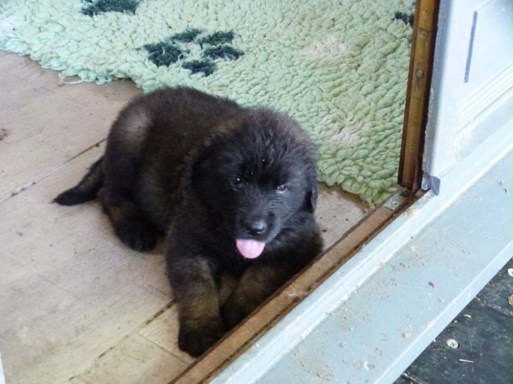 de la ligne bleue - Chiots disponibles - Leonberger