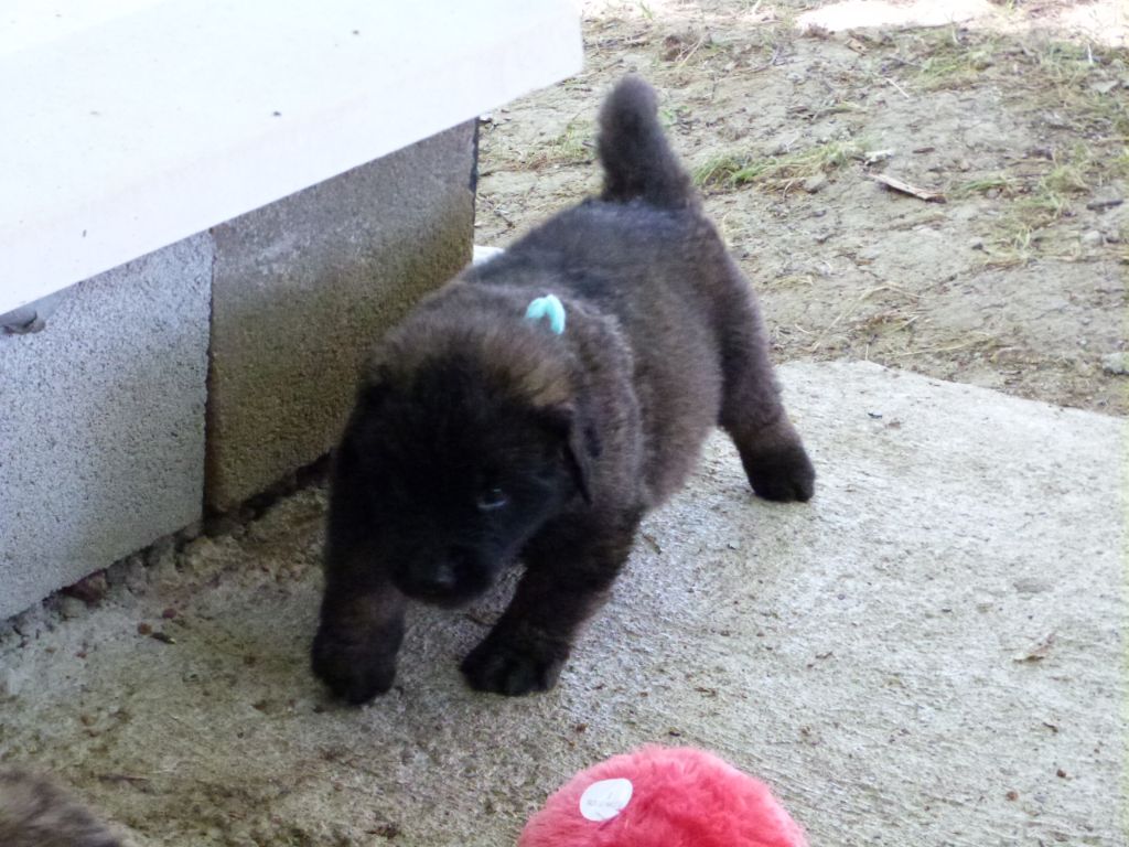 de la ligne bleue - Chiots disponibles - Leonberger