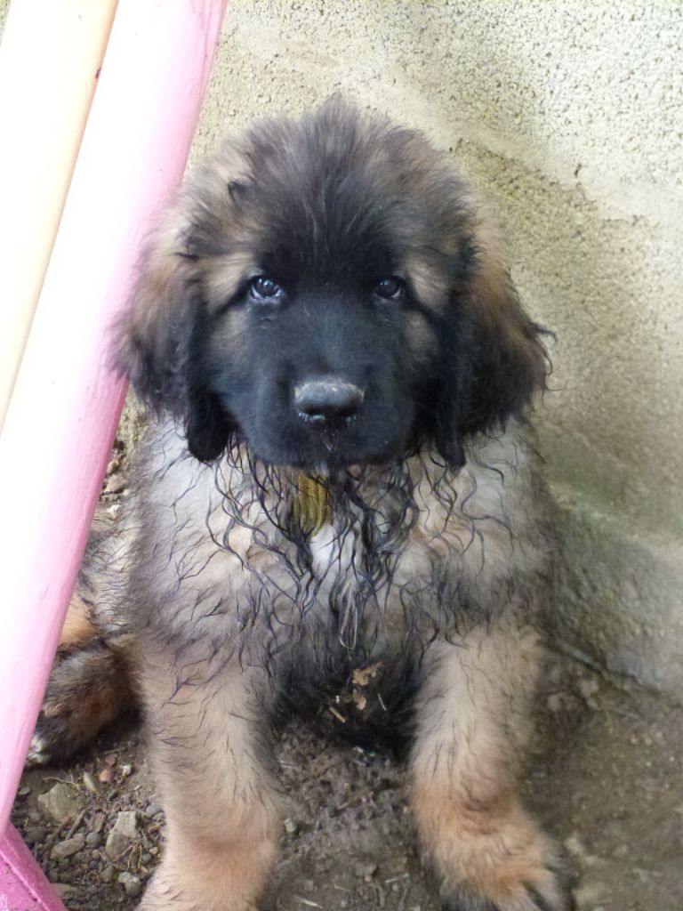 de la ligne bleue - Chiots disponibles - Leonberger